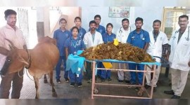 Cow, Plastic, 52 kg plastic, Tamil Nadu Veterinary clinic, Plastics, Blue Cross, Plastic Ban, Tamil Nadu, Indian Express News, Chennai News,