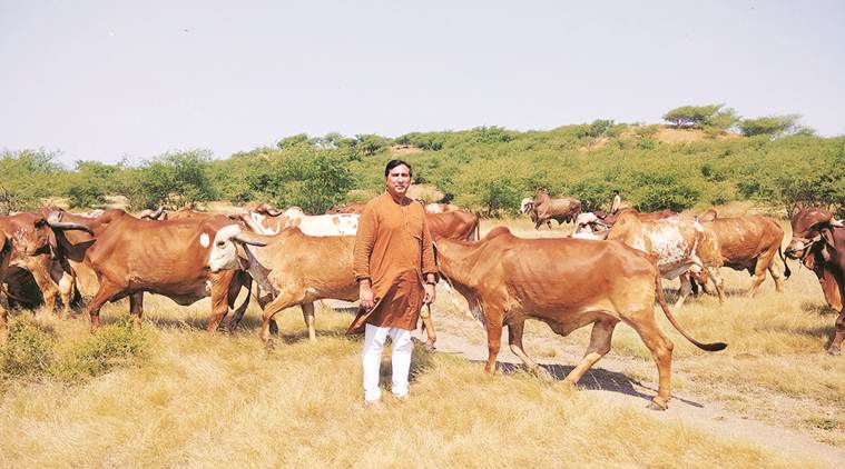 Locking horns: Brazilian Gir vs Indian varieties