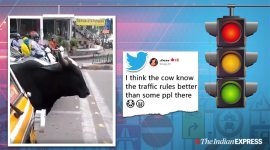 The video featured the cow patiently waiting in line with the other vehicles for the light to turn green.