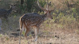 wildlife, wildlife and camera, wildlife and camera, express eye, indian express, indian express news