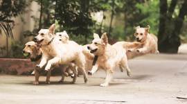 Delhi police, Delhi police dog squad, Delhi police dogs, delhi police Golden Retriever, delhi police news
