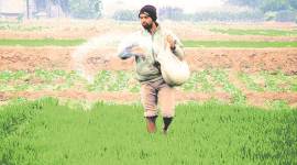 Why farmers don’t like direct cash transfers