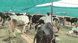 Maharashtra elections, Maharashtra southwest monsoon, Maharashtra polls, Maharashtra fodder camp, Maharashtra BJP, Maharashtra assembly elections, Maharashtra congress, Maharashtra farmers