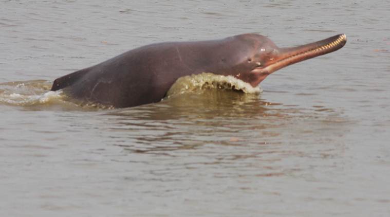 ganges river dolphin, ganga dolphin, dolphin in indian waters, National Mission for Clean Ganga, Clean Ganga project 