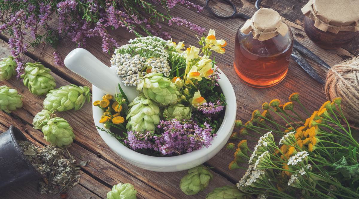 Medicinal plant institute
