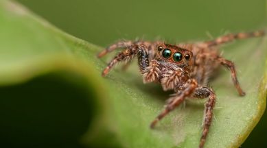 Spiders can fly hundreds of miles with the help of the electric fields on  Earth | Technology News,The Indian Express