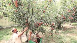 shimla apple farming, india nepal tension, nepalis in india, shimla news, latest news