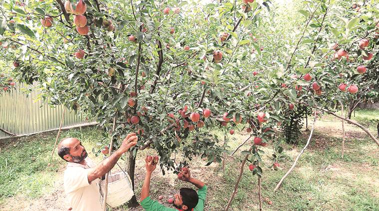 kashmir apples, kashmir apple farmers, kashmir apples growers, kashmir latest news, jammu and kashmir, artcile 370, article 35a, indian express news