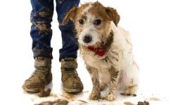 kids and pets, pet parents, dogs