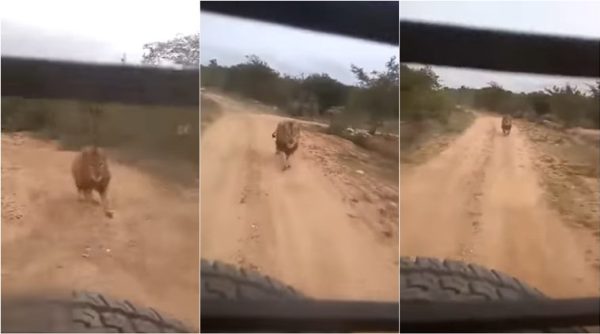 Lion videos, Lion chases tourists, lion chase tourists, animal chase safari tour, safari tourists animal chase, Atal Bihari Vajpayee Zoological Park, indian express, viral videos