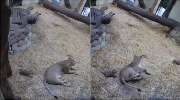 lion cub scare mother, cute animal baby videos, baby lion scare mother, Edinburgh Zoo, viral videos, indian express