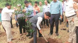 Mumbai: MMRDA plants more than 50,000 trees on degraded forest land to regain green cover