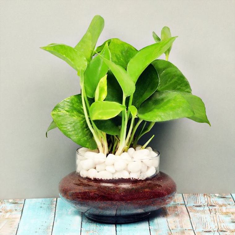 Air-purifying plants you can gift your loved ones this festive season ...