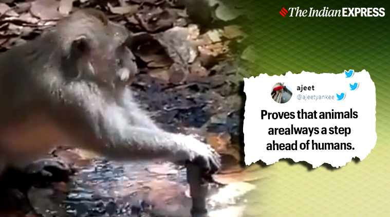 Watch: Viral video of monkey trying to fix a water leak | Trending News,The  Indian Express
