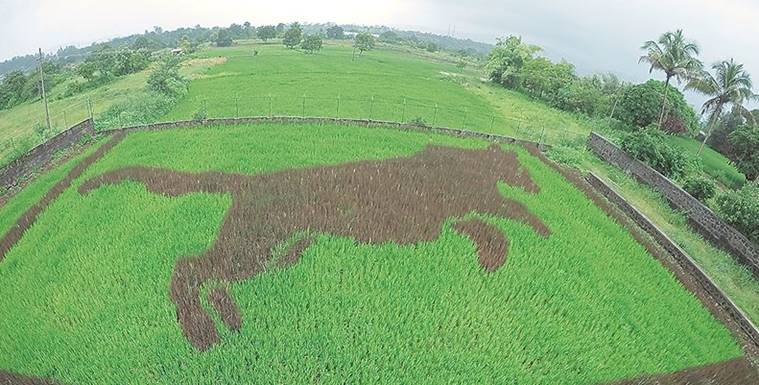Shrikant Ingalhalikar, Tambo Ato, art in paddy fields, crop art, Pune farmers