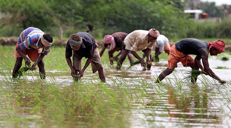 Punjab prepones paddy sowing, transplantation 