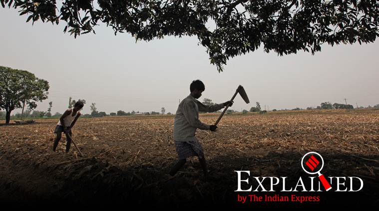 Explained: Why Punjab is banking on Guru Nanak’s message to fight stubble burning, conserve water