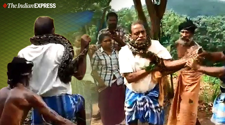 snake, snake coils around man's neck, python wrapped around neck viral video longer version, snake on Kerala man's neck, snake viral video, python wrapped around neck viral video, trending, Kerala news, Trending, Indian express news