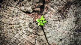 plant saplings, Greening Chandigarh Action Plan, chandigarh air pollution, chandigarh news, Indian express news