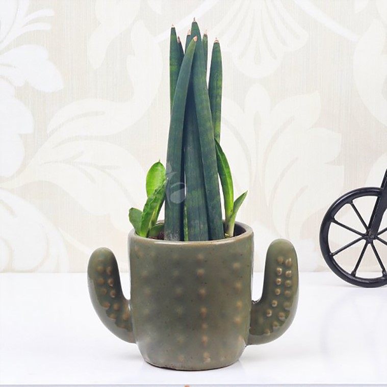plants, plants to gift, air purifying plants,