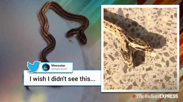 snake, two headed snake, two headed snake china, trending, indian express, indian express news