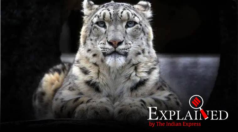 Explained: Why India and world are counting snow leopards, and how