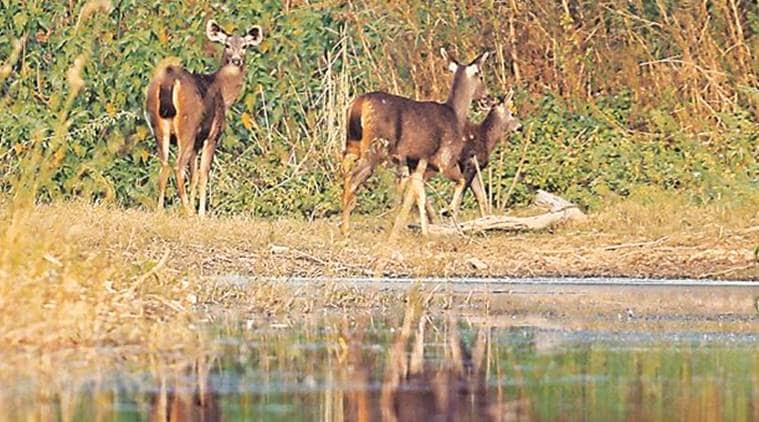 Sukhna lake, ‘wetland’ status for Sukhna Lake, chandigarh news, indian express