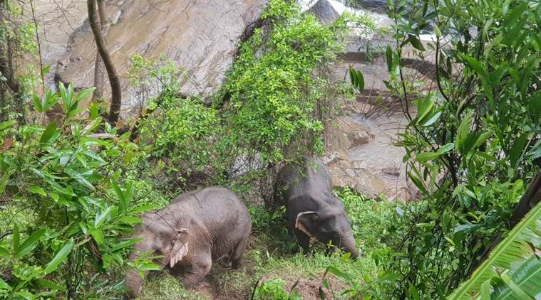More elephants found dead at Thai waterfall