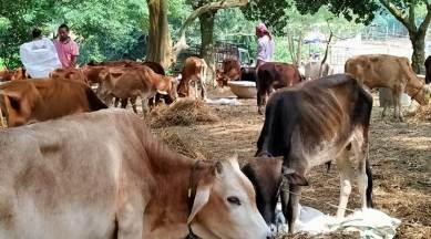 pune city news, pune cyber crimes, Gauraksha activist threatened in pune, pune cow activist threatened, cow activists pune