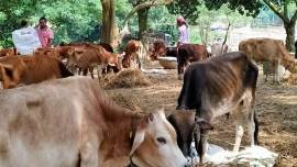 Two lynched in West Bengal over suspicion of cow theft