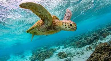 car-sized turtle, turtles, turtle built for battles, car-sized turtles for battles, Science news, Indian Express