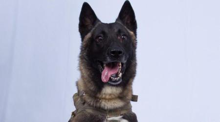 US hero dog wounded in Baghdadi operation shall go unnamed for now