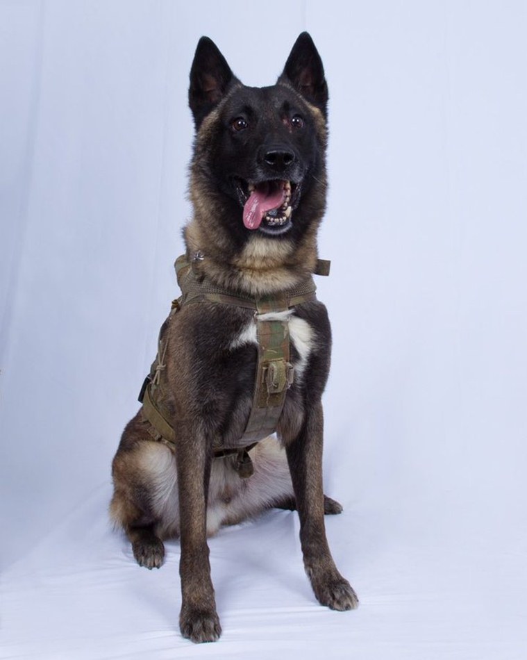 US hero dog wounded in Baghdadi operation shall go unnamed for now
