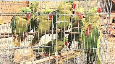 Uzbek national tries to smuggle 12 parrots, arrested at IGI airport