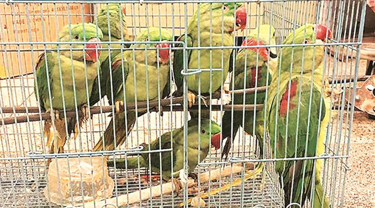 delhi city news, parrot smuggling, uzbek national arrested at delhi airport, delhi igi airport
