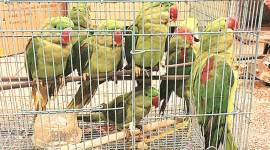 delhi city news, parrot smuggling, uzbek national arrested at delhi airport, delhi igi airport, delhi Patiala House Court
