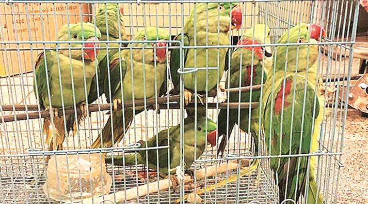 Image result for Parrots Were Produced In Delhi Court