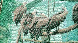 Himalayan Griffon vultures, Himalayan Griffon vultures released, Indian Veterinary Research Institute, pinjore