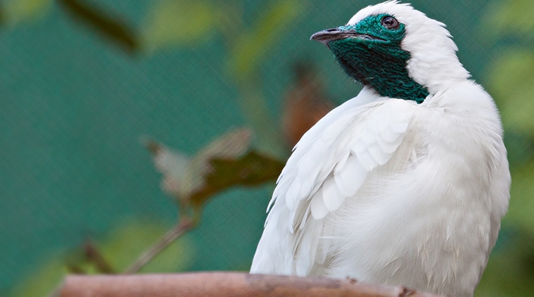 The Loudest Bird In The World Has A Song Like A Pile Driver - 