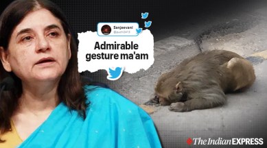 See glimpse of Sushma ji': Netizens laud Maneka Gandhi's swift reply to  rescue injured monkey | Trending News,The Indian Express