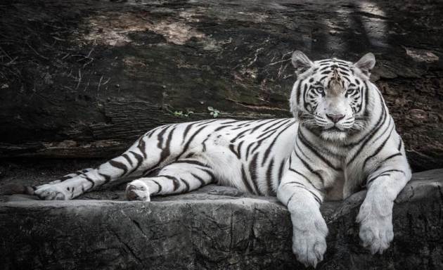 Gwalior, visiting Gwalior, weekend getaway, trip to Gwalior, Express Wanderlust, Indian Express, Indian Express news