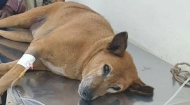 dog beaten to death, dog beaten to death in Patiala, Patiala dog beaten to death, Patiala police, India news, Indian Express