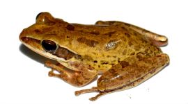 Frog-Polypedates-bengalensis-759 new frog species found in bengal, new frog species found Polypedates bengalensis in west bengal, Brown Blotched Bengal Tree Frog, indian express news