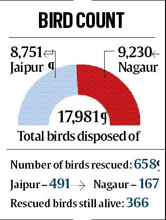 Nearly 18,000 birds dead in Rajasthan: CM Gehlot reviews rescue ops ...