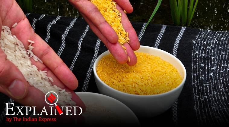 Explained: What is Golden Rice? | Explained News - The Indian Express