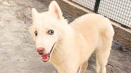 Siberian husky Delhi treatment, Goose Siberian husky treatment, Delhi Siberian husky Hydrocephalus, Indian Express