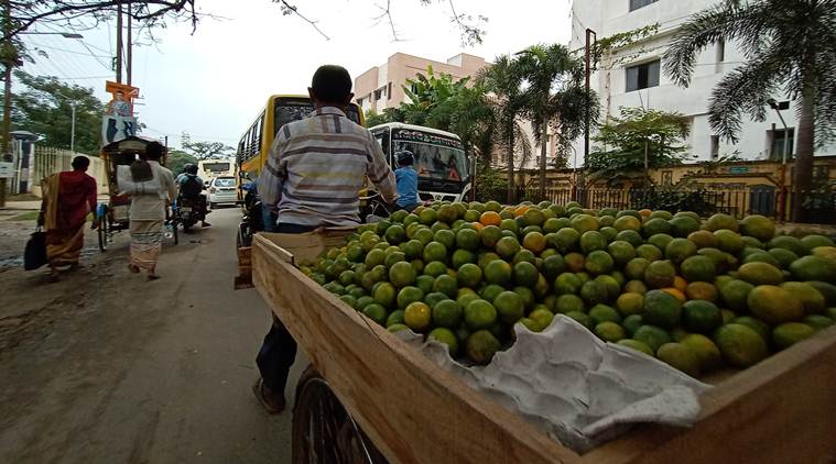 Jampui Kamola, Jampui Kamola fruit, Jampui Kamola oranges, Tripura oranges, TYripura news