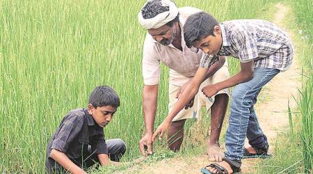 Kerala farmer, kerala rice farmer, kerala news