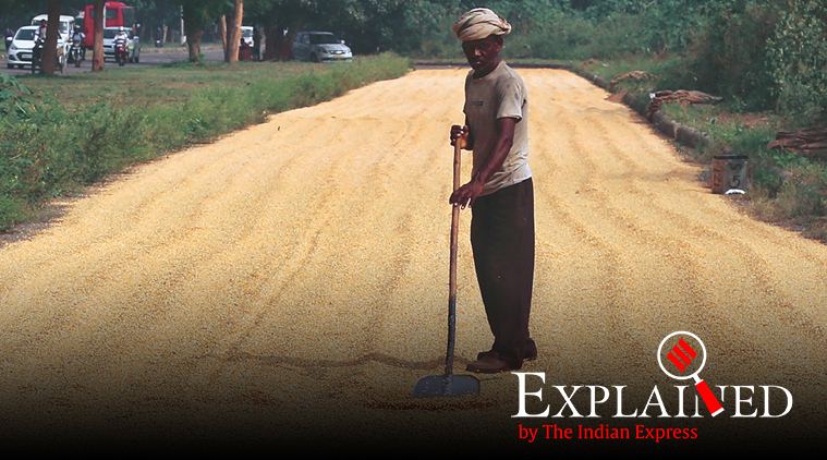  Can high-yield varieties of maize help in crop diversification?