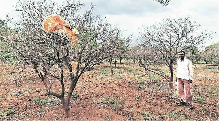 After drought, Marathwada’s farmers hit by untimely rain - The Indian Express